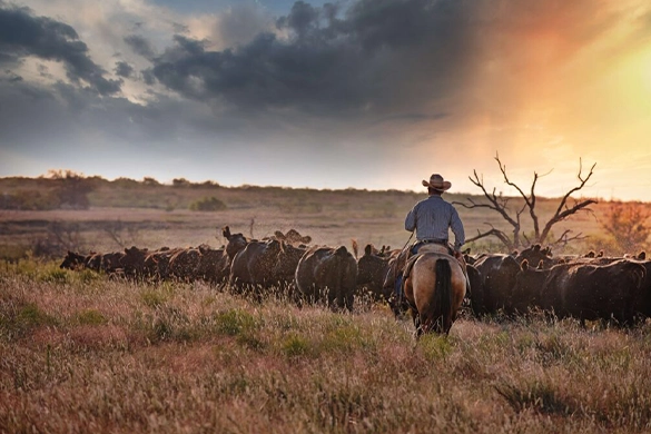 Rancher Leading His Cattle At Sunset